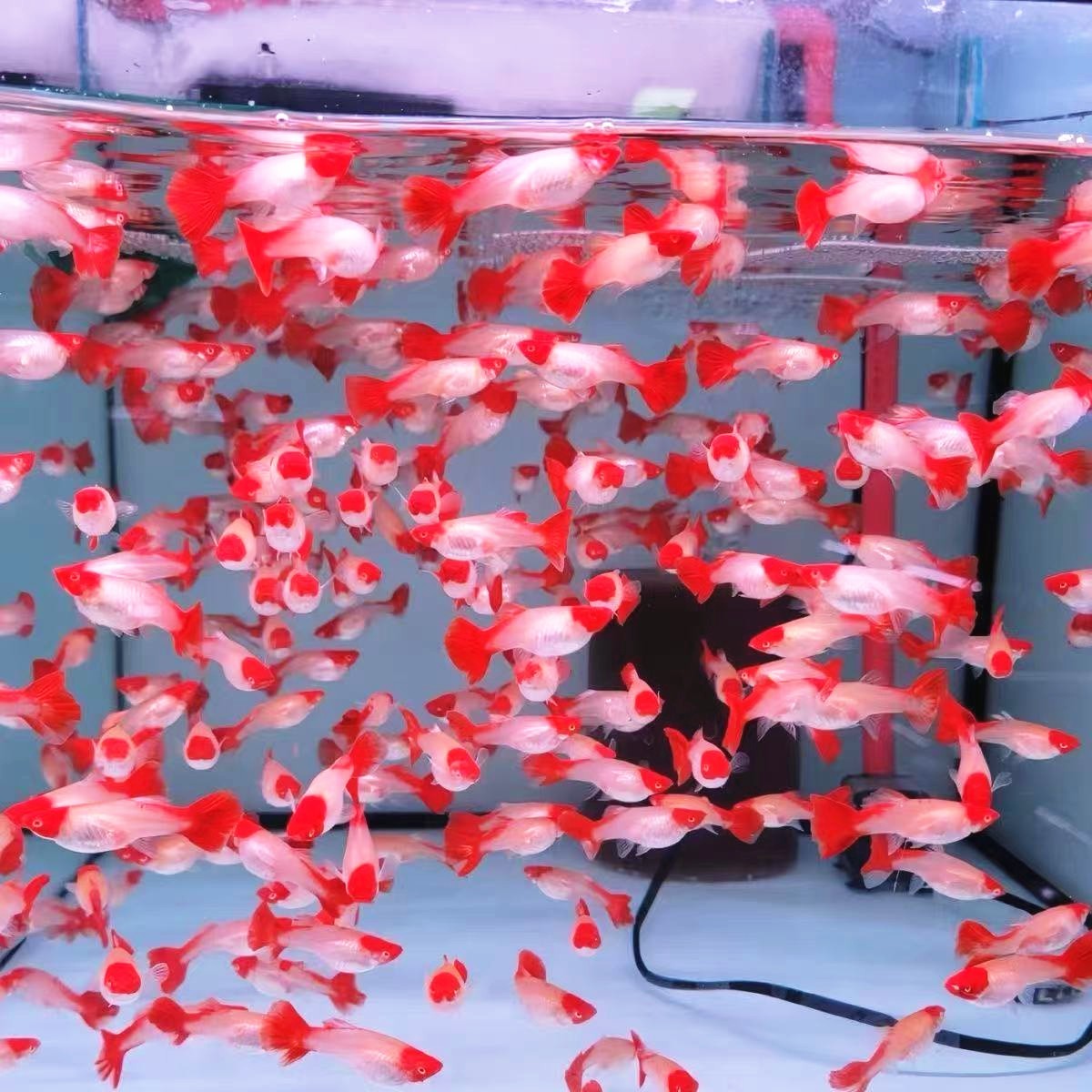 红头纯种鸿运当头孔雀鱼纯种好养耐活胎生鱼繁殖热带小型活体鱼苗