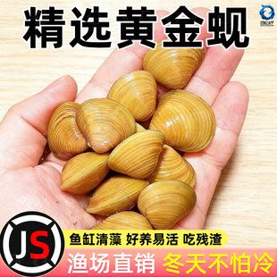 黄金小河蚌净水河蚬清理鱼缸净化水质鳑鲏繁殖观赏螺专吃鱼屎粪便