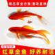 红草金鱼好养耐活长尾大红草观赏鱼锦鲤活体冷水鱼淡水鱼锦鲫红草