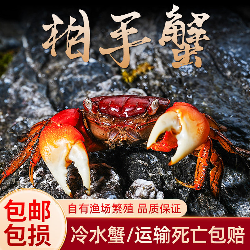 红鳌相手蟹宠物小螃蟹活体爬宠鱼缸观赏蟹深水蟹原生淡水蟹将军蟹