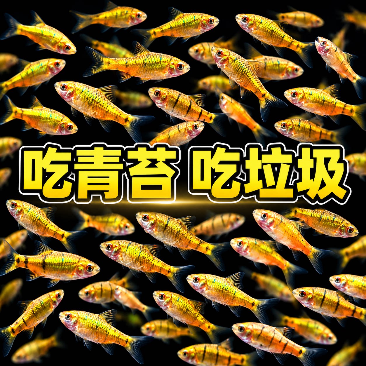 原生态冷水鱼条纹小鲃鱼活体淡水小溪鱼二须鲃群游好养耐活观赏鱼