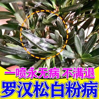 罗汉松白粉病专用药剂叶枯叶黄褐斑炭疽病树罗汉松专用肥料营养液