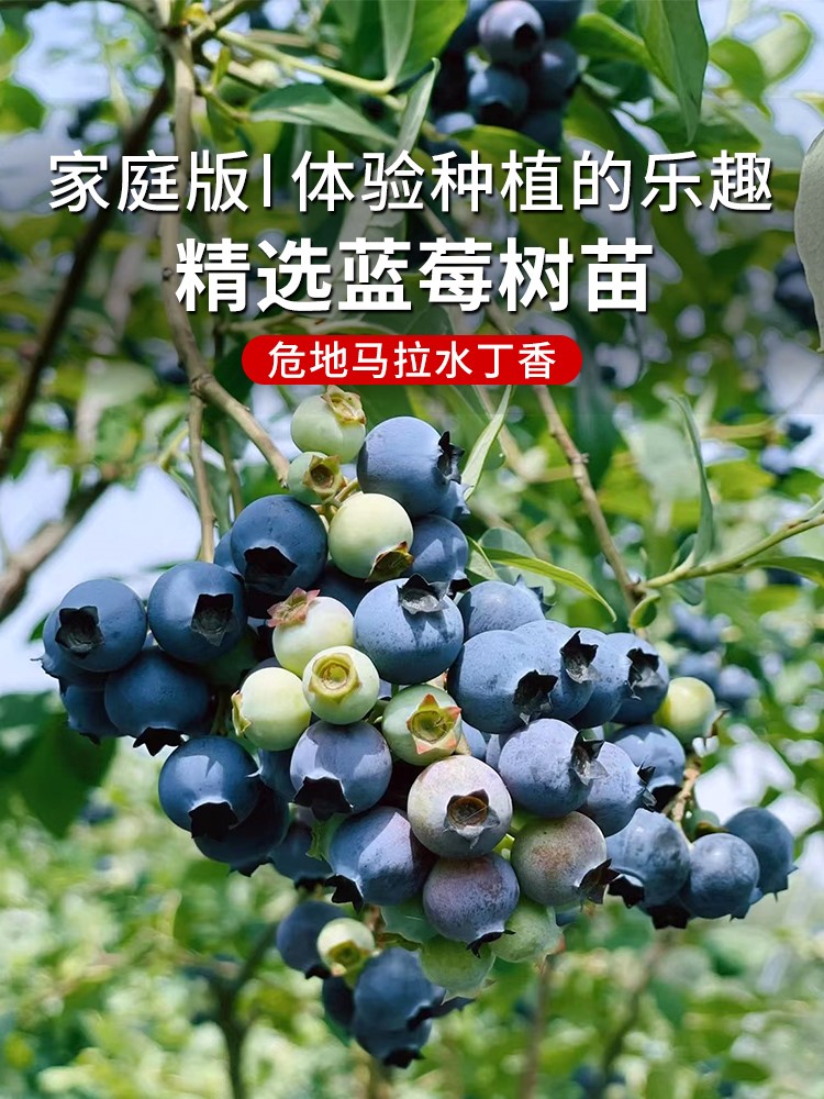 奥尼尔蓝莓树果苗怡颗莓盆栽葡萄大果南方种籽子蓝美云南蓝莓种子