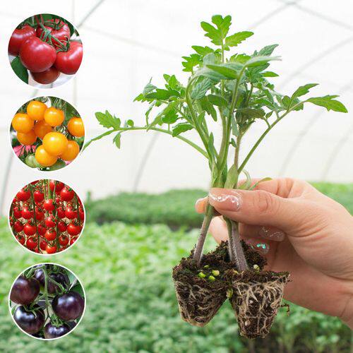 老品种普罗旺斯西红柿苗秧苗沙瓤盆栽大番茄苗圣女果苗菜苗南方种