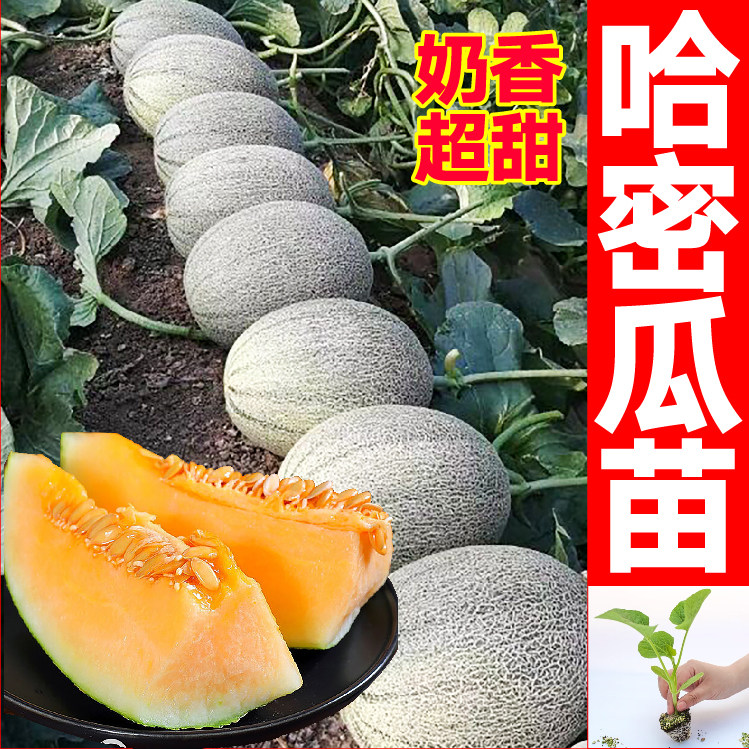 哈密瓜苗南方哈蜜瓜苗新疆种籽海家庭园艺种子