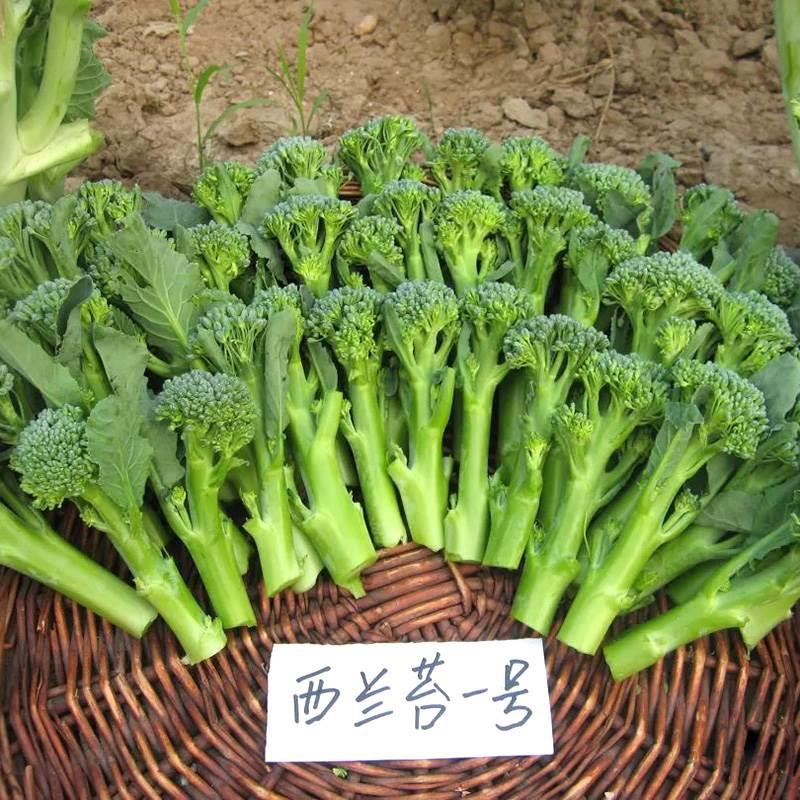 甜杆西兰苔菜籽西兰苔秧苗一号种植苗子西蓝花种子菜苗蔬菜苗四季