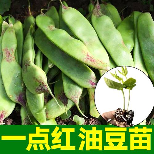 东北油豆角苗正宗东北油豆角种籽大全黑龙江一点红油豆角种子紫花