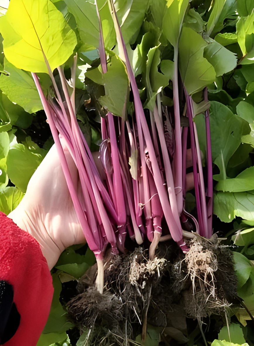 湖北红菜苔苗秧苗武汉洪山台薹苗子红油菜苔种孑籽子秋季莱苗秋季