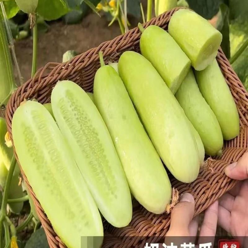 奶油黄瓜苗秧苗海阳白玉黄爪苗盆栽老品种本地水果种籽孑子旱高产图片