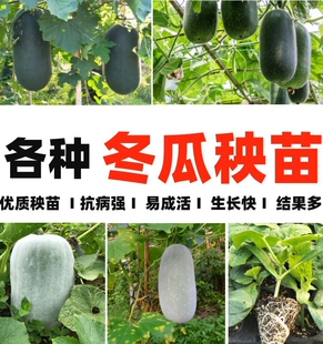 大冬瓜苗秧苗小冬瓜种孑黑皮嫁接香芋种籽大全青皮粉巨型白迷你圆