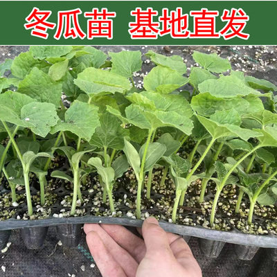 本地冬瓜苗东瓜苗大冬瓜秧苗香芋冬爪苗种籽子东爪苗种孑黑皮粉皮