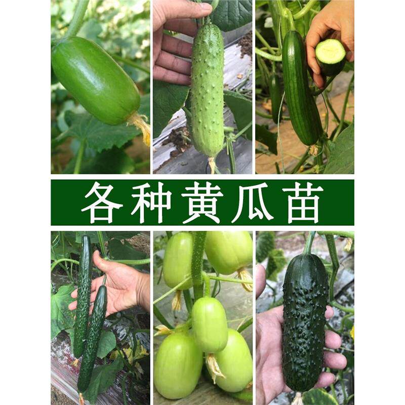 荷兰水果黄瓜苗秧盆栽玉米玉女种孑苗秧苗春季四季满地爬阳台全雌