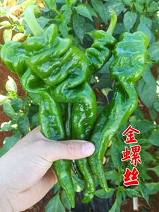 香辣螺丝椒种籽辣微辣特辣正宗螺丝椒苗薄皮辣椒秧苗小种子青椒红