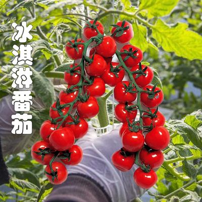 日本红冰淇淋番茄苗马提尔小番茄苗秧盆栽水果釜山88甜开胃酒玲珑