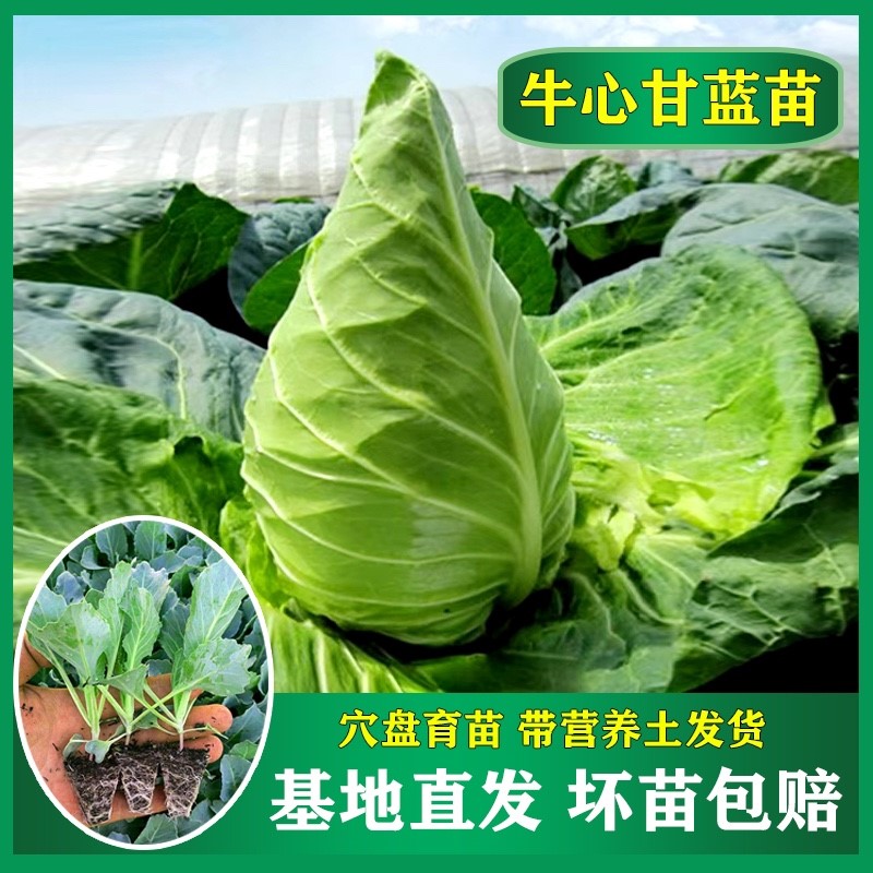特大牛心甘蓝苗老品种本地牛心包菜苗秧苗种籽苗子尖包菜卷心菜苗