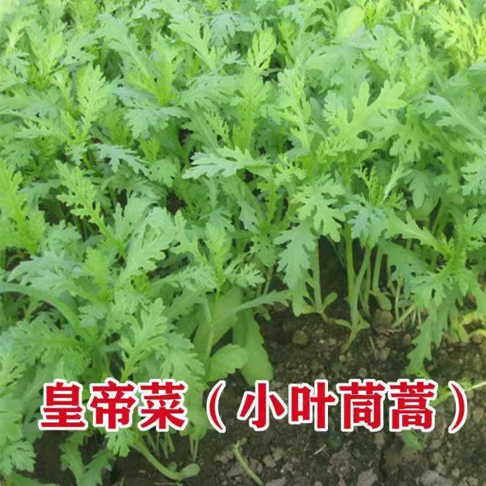 小叶茼蒿苗秧苗带土茼蒿种籽菜籽四季皇帝菜种苗青菜种子蔬菜种孑