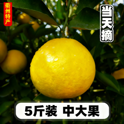 正宗常山胡柚5斤装新鲜水果