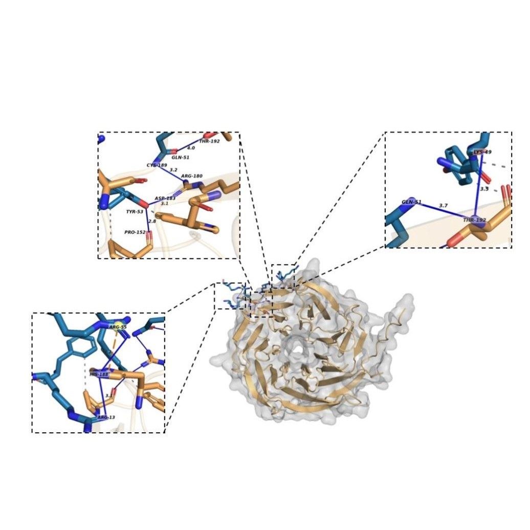 蛋白-蛋白对接 分析相互作用 另送详细报告