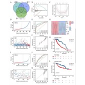 辅导教学 TCGA GEO数据挖掘 生信分析 代做 单细胞分析