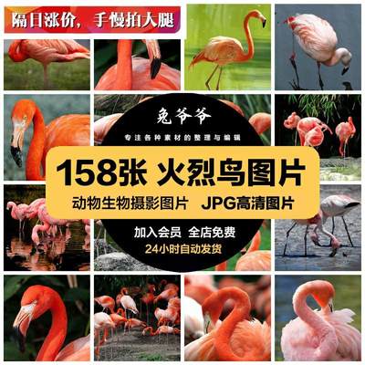 高清动物生物JPG图片火烈鸟红鹳水鸟美工设计喷绘打印合成素材