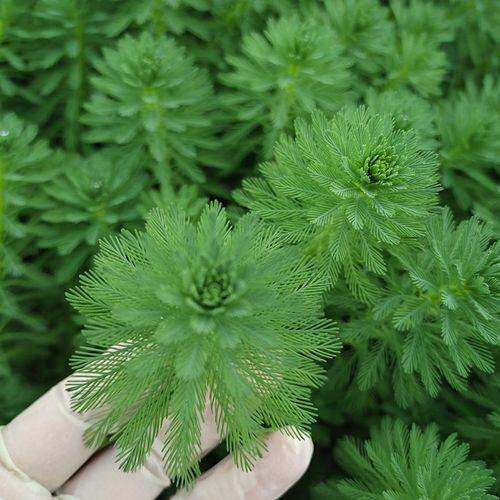净水植物狐尾藻沼泽过滤水草大聚胶带座/封箱器