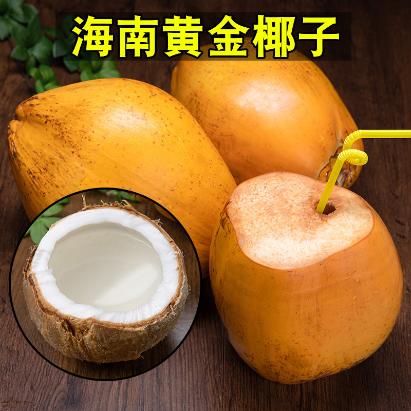 当季热带海南特产新鲜现摘黄金椰子带皮椰青金椰
