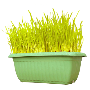 南宫特产韭菜盆栽蔬菜黄韭盆景韭菜根种水培韭黄带盆根苗阳台种植