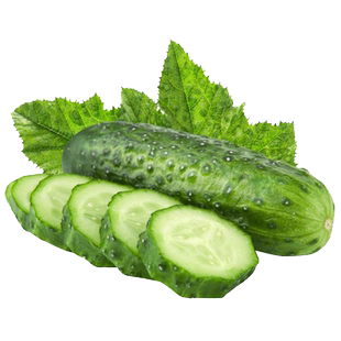 丝瓜苗秧春季幼苗种子籽四季南方种孑特大阳台特色蔬菜苗种菜盆栽