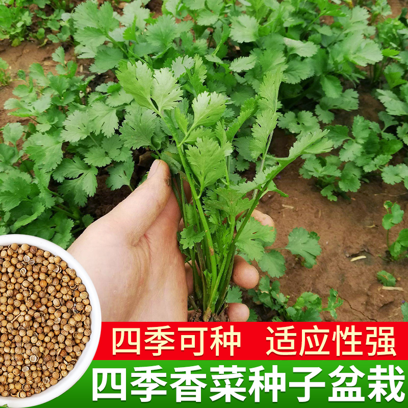 香菜籽种老品种四季阳台盆栽