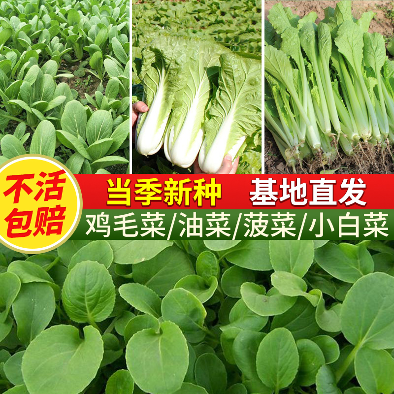 盆栽阳台好养魔豆菜园四季鸡毛菜