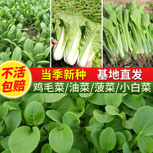 上海青种籽菠菜阳台蔬菜盆栽菜籽种大全 鸡毛菜种子小白菜种孑四季