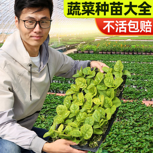 阳台家庭种植蔬菜苗简单易上手