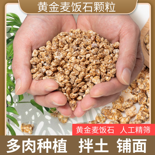 黄金麦饭石多肉种植盆栽