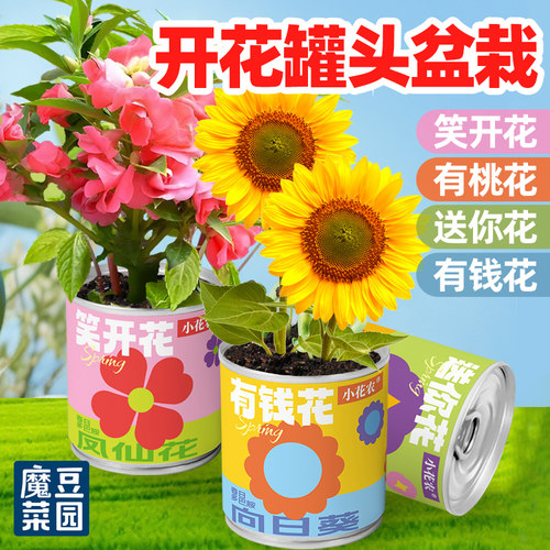 魔豆菜园儿童种植小盆栽罐头植物