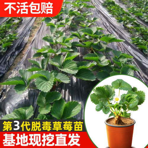 奶油草莓苗魔豆菜园盆栽
