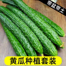 水果黄瓜旱黄瓜秧小脆种家里种植蔬菜家庭阳台四季盆栽菜盆神器