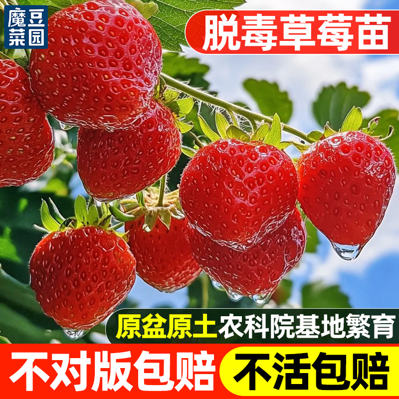 四季草莓苗秧脱毒结果盆栽种苗种子籽带盆可食用带土红颜阳台冬季