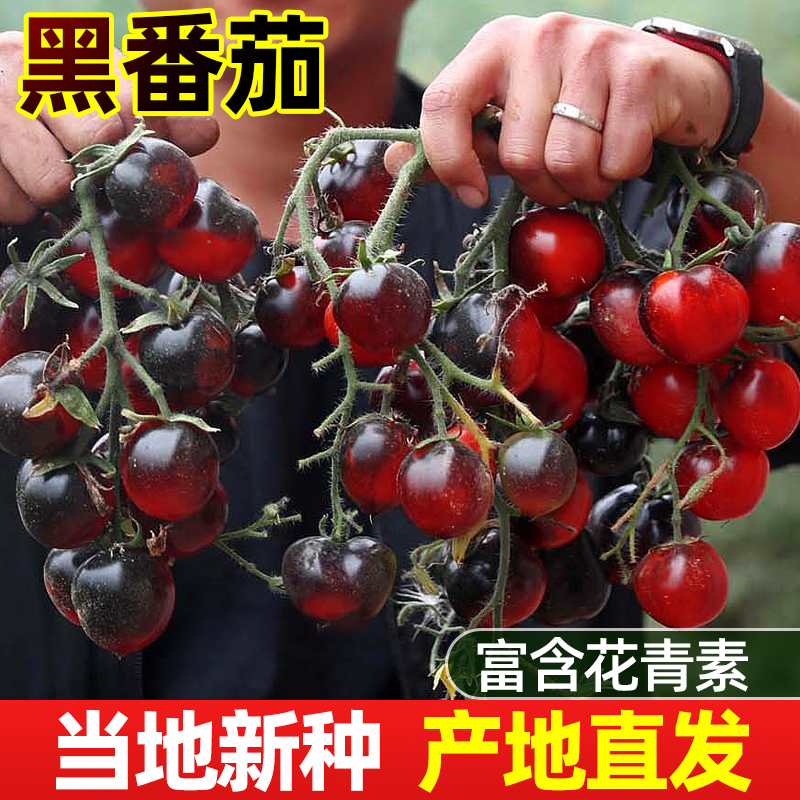 魔豆菜园四季含花青素番茄种高产