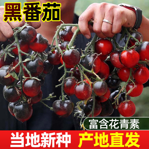 魔豆菜园四季含花青素番茄种高产