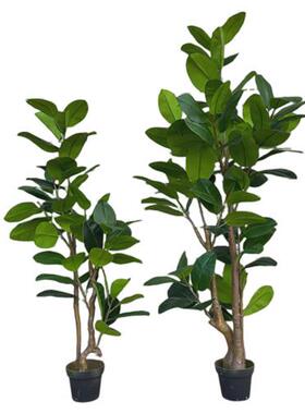 仿真橡皮榕室内客厅落地盆栽服装店橱窗绿色假植物琴叶榕仿真橡树