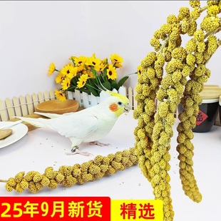 黄谷穗鹦鹉鸟粮天然黄小米穗小鸟零食仓鼠笼造景谷子粮天然新鲜籽