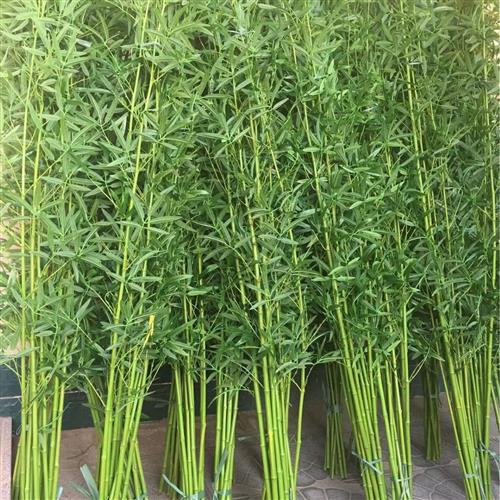 仿真竹子细水假竹子装饰室内户外隔断绿植物塑料挡墙阳台摆件造景
