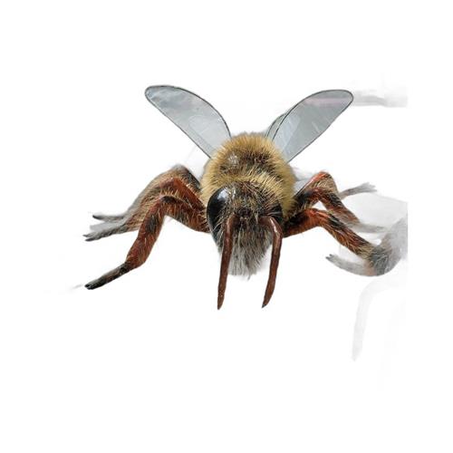 仿真蜜蜂模型科技馆博物馆昆虫标本会动会叫昆虫大型昆虫模型动雕
