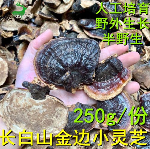 长白山非野生小灵芝林下金边灵芝