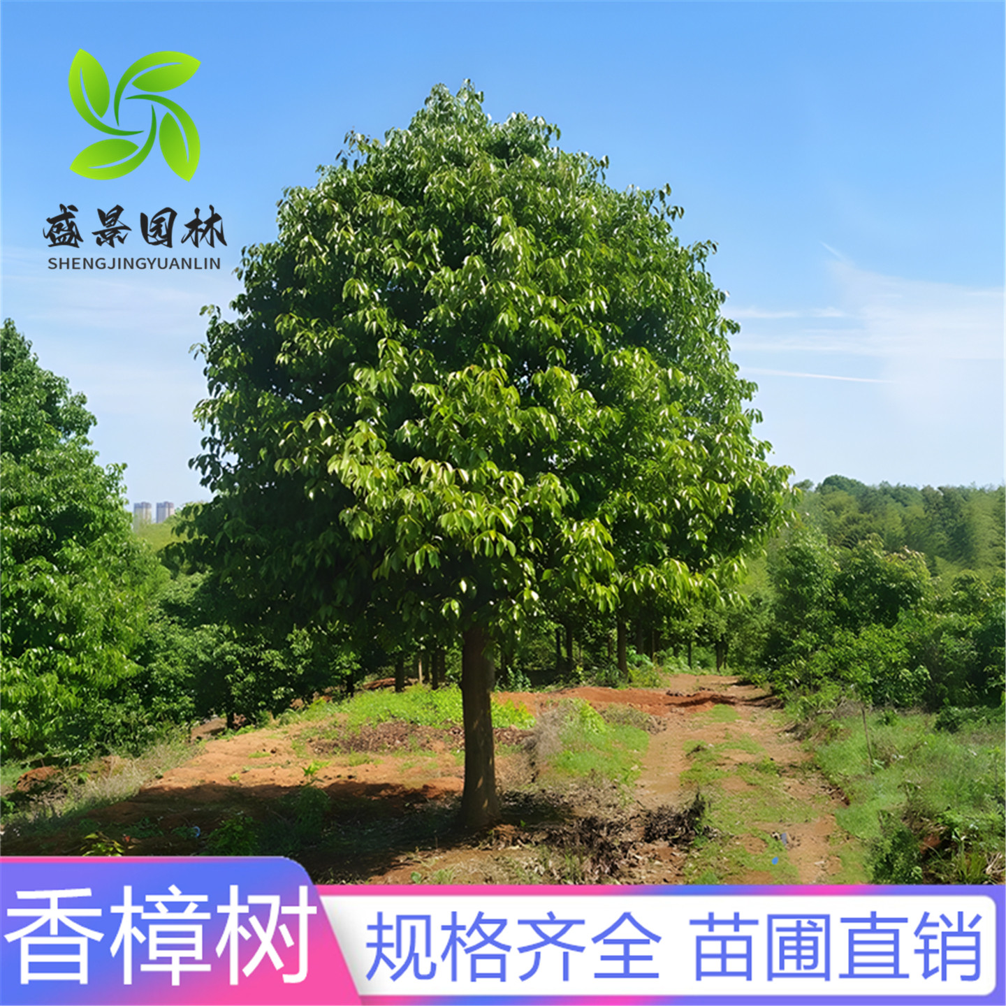 香樟树苗耐寒驱蚊防虫四季常青