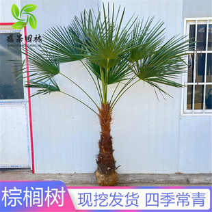 棕榈树苗棕树苗盆栽蒲葵树扇子树苗别墅绿化苗木庭院四季常青植物