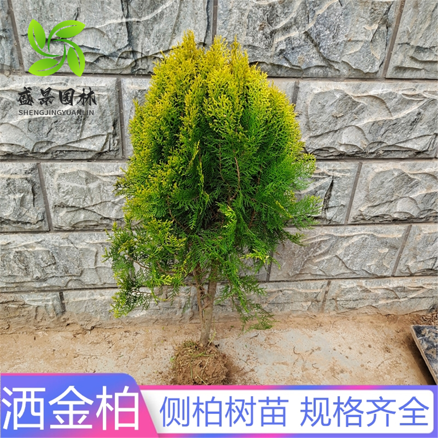 洒金柏扁柏侧柏柏枝树塔柏塔松树