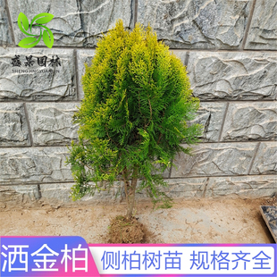 扁柏树苗侧柏树苗柏枝树扁柏叶洗头塔柏塔松树洒金柏工程小苗色块