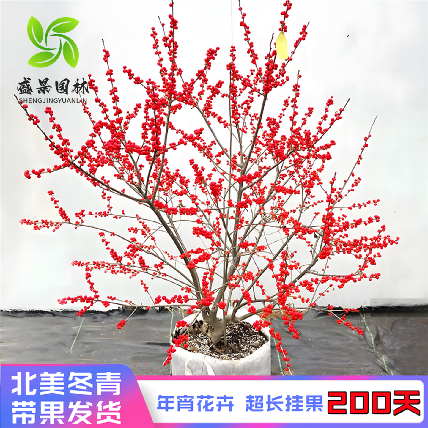北美冬青冬红果大苗发财年宵花卉
