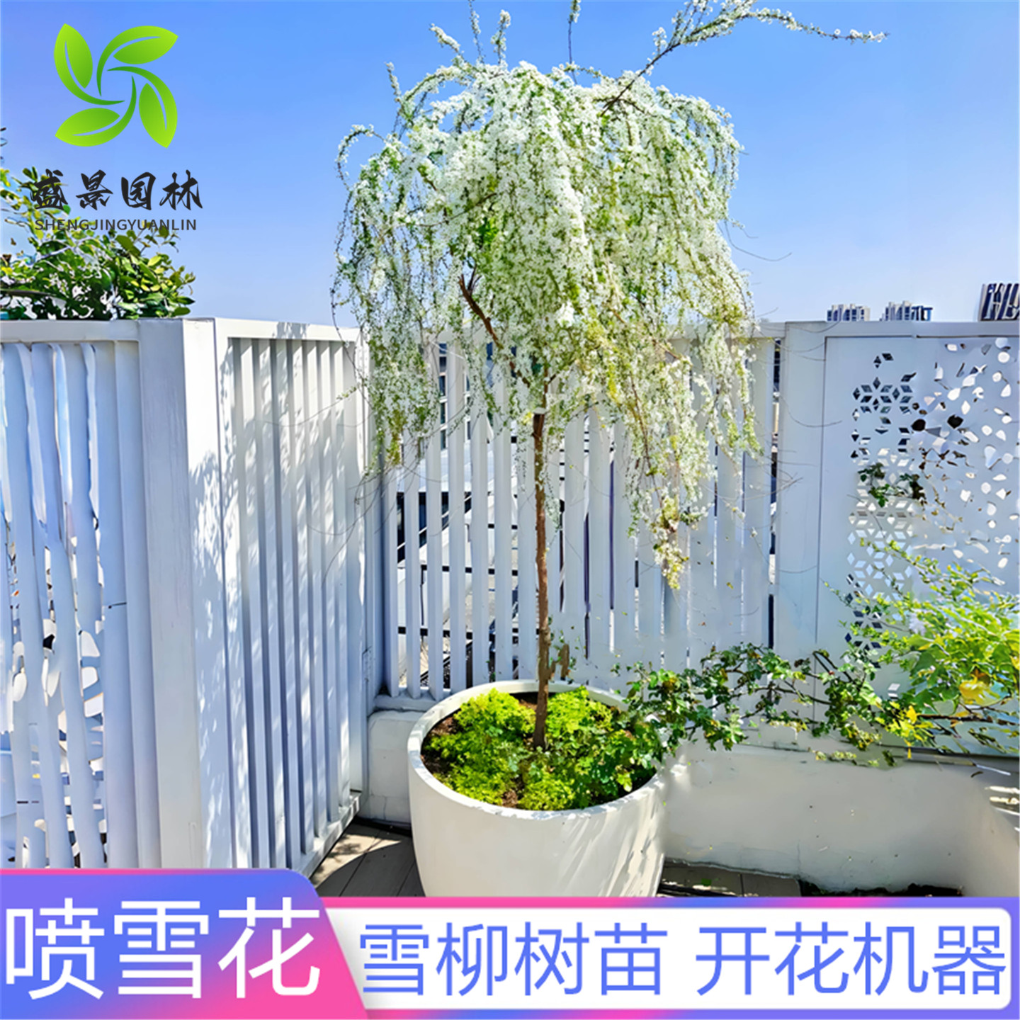 珍珠梅绣线菊雪柳条雪梅喷雪花苗
